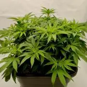 CBD Mazar - Dutch Passion