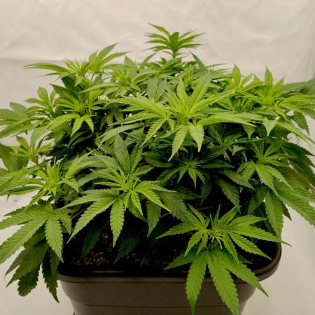 CBD Mazar - Dutch Passion