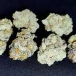 Orange Bud 2.0 - Dutch Passion