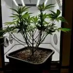 Lemon Z - Dutch Passion