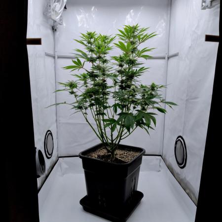 Lemon Z - Dutch Passion