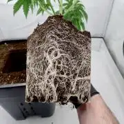 Chemdog - Greenhouse Seed Co.