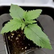 Chemdog - Greenhouse Seed Co.