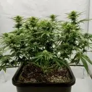 CBD Mazar - Dutch Passion