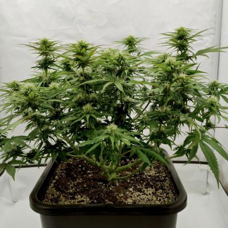 CBD Mazar - Dutch Passion