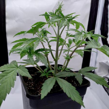 Slush Mint Cake - Dutch Passion