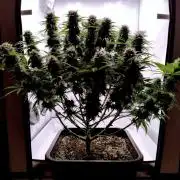 Skunk #11 - Dutch Passion