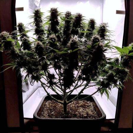 Skunk #11 - Dutch Passion