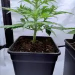 Skunk #11 - Dutch Passion