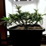 CBD Mazar - Dutch Passion