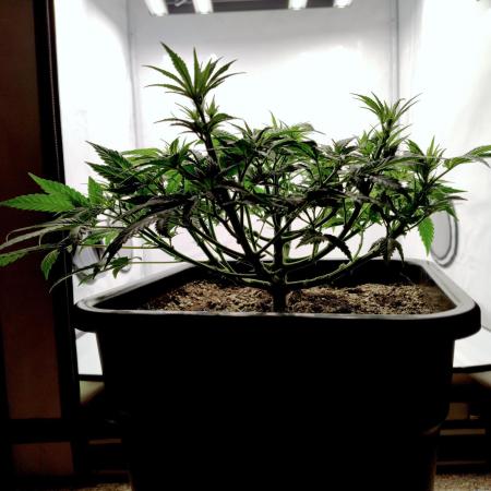 CBD Mazar - Dutch Passion