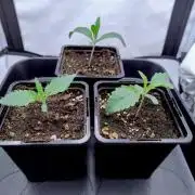 Ice Cream Cake F2 - Dutch Passion