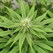 Lemon Z - Dutch Passion