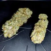 Skunk #11 - Dutch Passion