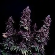 Sour Fruit Tartare F1 #8 - Dutch Passion