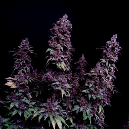 Sour Fruit Tartare F1 #8 - Dutch Passion