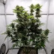 Lemon Z - Dutch Passion