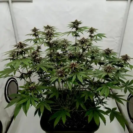 Sour Fruit Tartare F1 #8 - Dutch Passion