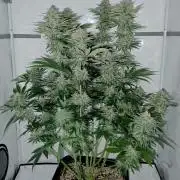 Lemon Z - Dutch Passion