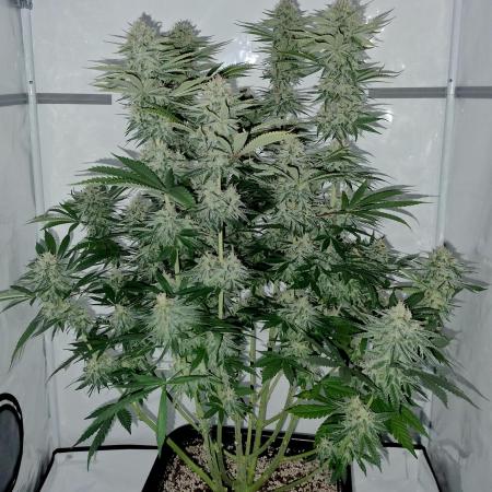 Lemon Z - Dutch Passion