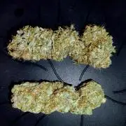 Skunk #11 - Dutch Passion