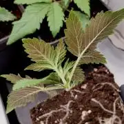 Sour Fruit Tartare F1 #8 - Dutch Passion