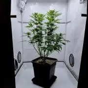 Lemon Z - Dutch Passion