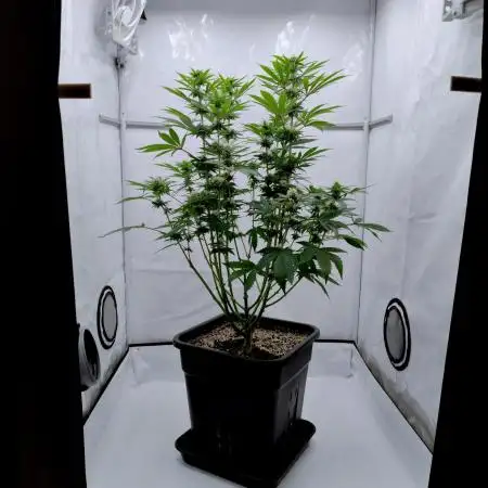 Lemon Z - Dutch Passion