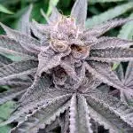 Orange Bud 2.0 - Dutch Passion