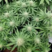 Skunk #11 - Dutch Passion