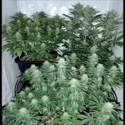 CBD Mazar - Dutch Passion