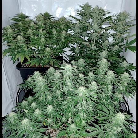 CBD Mazar - Dutch Passion