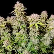 Skunk #11 - Dutch Passion