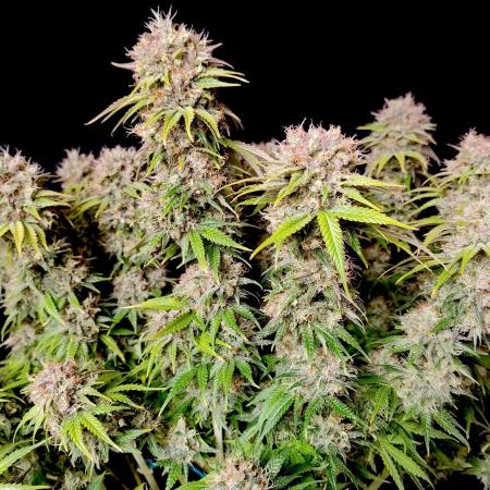 Skunk #11 - Dutch Passion