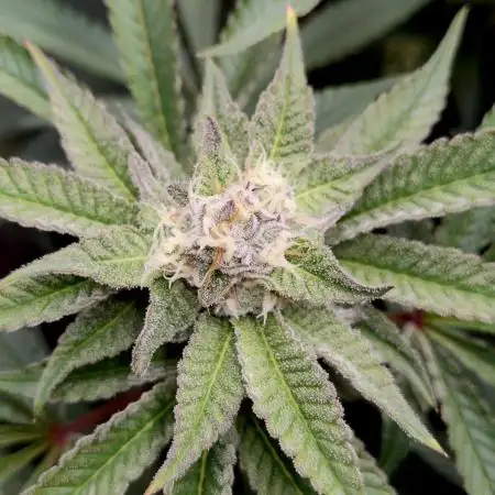 Orange Bud 2.0 - Dutch Passion