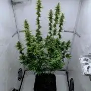 Chemdog - Greenhouse Seed Co.