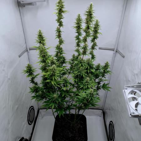 Chemdog - Greenhouse Seed Co.