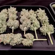 Lemon Z - Dutch Passion