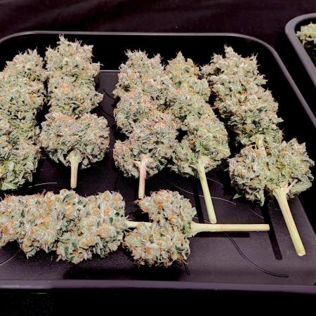 Lemon Z - Dutch Passion