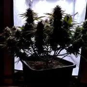 CBD Mazar - Dutch Passion