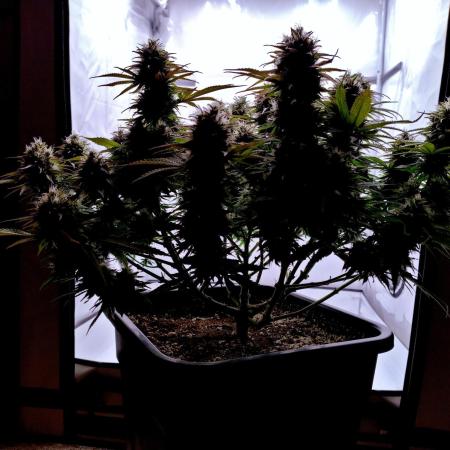 CBD Mazar - Dutch Passion