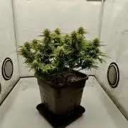 CBD Mazar - Dutch Passion