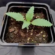 Sour Fruit Tartare F1 #8 - Dutch Passion