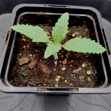 Sour Fruit Tartare F1 #8 - Dutch Passion