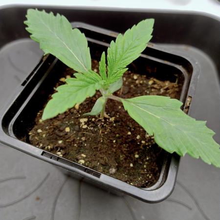 Slush Mint Cake - Dutch Passion