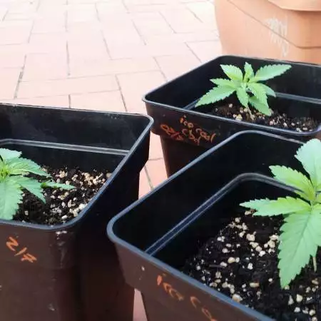 IceCool CBD