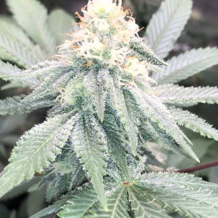 Wedding Cake + Blackberry Gum