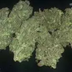Gorilla Skittles & Sour Gum Cookies