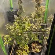 FB X BIOBIZZ