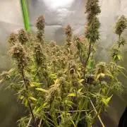 FBuds x Biobizz 2.0